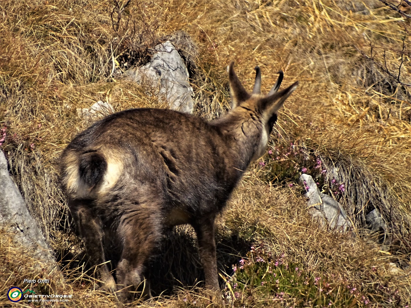 21 Camoscio al pascolo (zoom).JPG